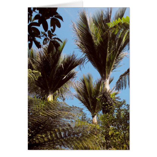 Nikau Palm Cards (Front)