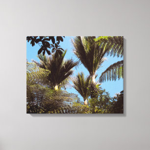 Nikau Palms Growing in the Waitakere Ranges Canvas Print