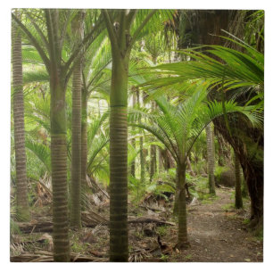 Nikau Palms, Heaphy Track, near Karamea, Ceramic Tile