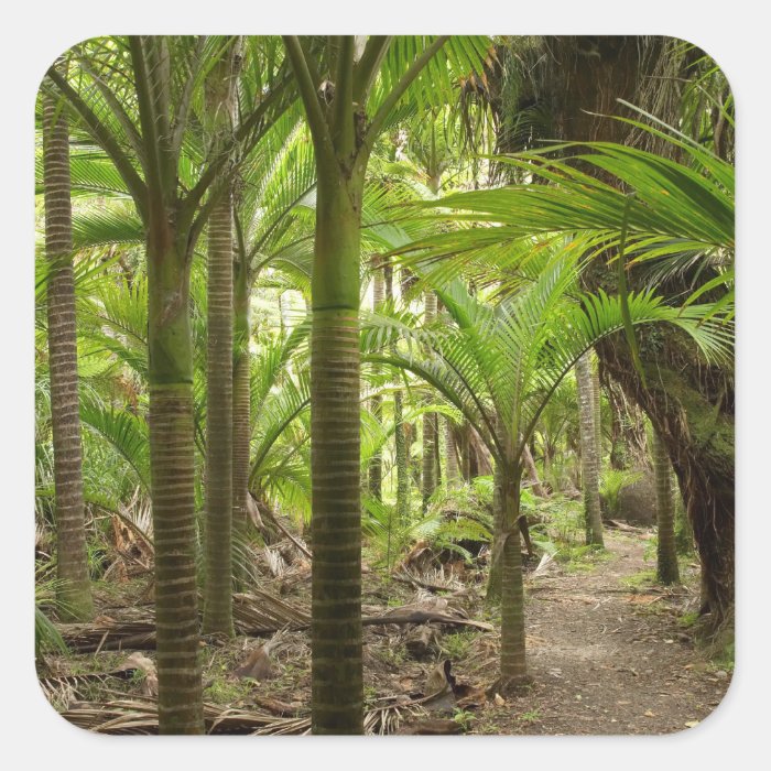 Nikau Palms, Heaphy Track, near Karamea, Square Sticker