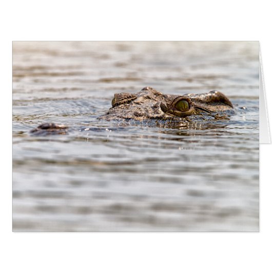 Nile Crocodile (Front Horizontal)