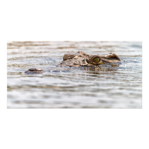 Nile Crocodile Card