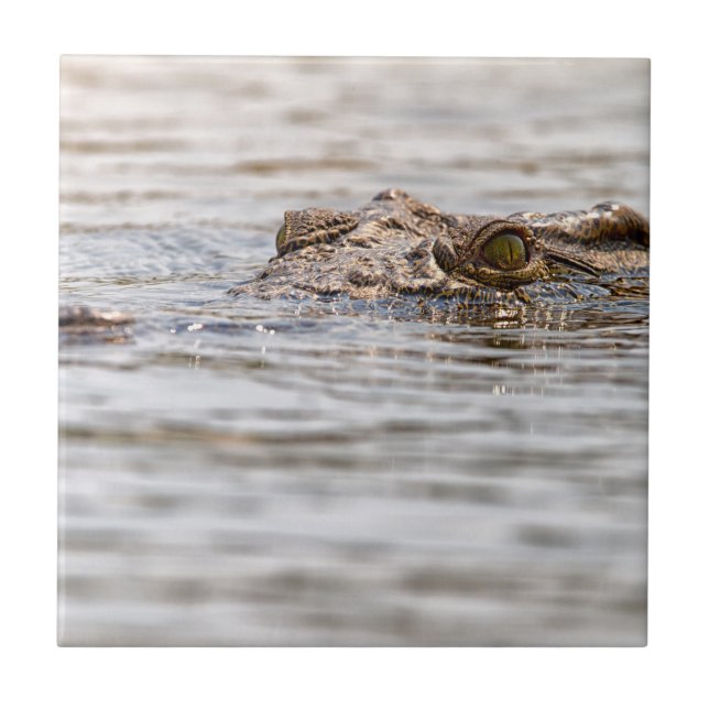 Nile Crocodile Ceramic Tile (Front)
