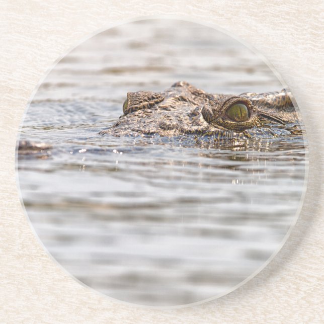 Nile Crocodile Drink Coaster (Front)