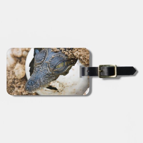 Nile Crocodile Hatchling Emerging From Egg Luggage Tag