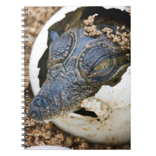Nile Crocodile Hatchling Emerging From Egg Notebook