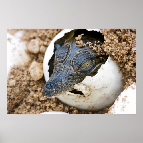 Nile Crocodile Hatchling Emerging From Egg Poster