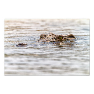 Nile Crocodile Photo Print