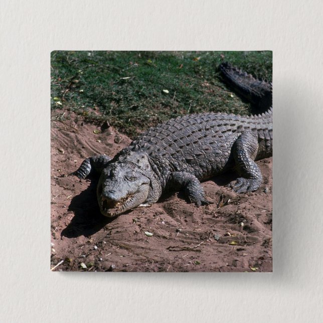 Nile Crocodile Pinback Button (Front)