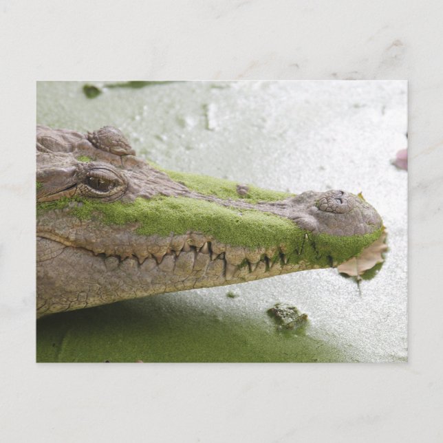 Nile crocodile postcard (Front)