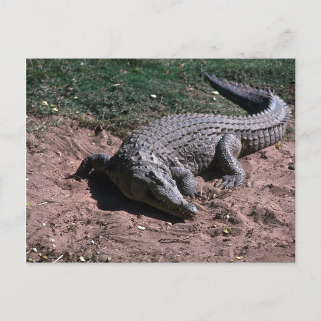 Nile Crocodile Postcard (Front)