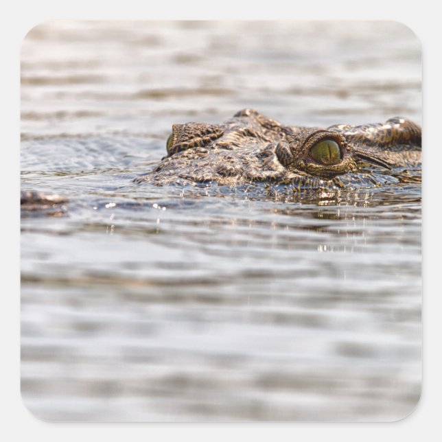 Nile Crocodile Square Sticker (Front)