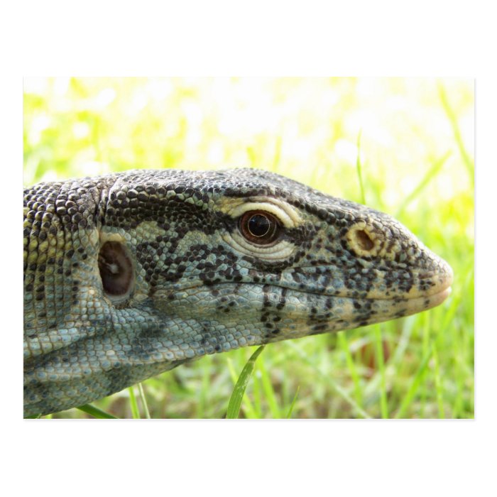 Nile Monitor Post Card