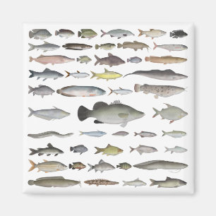 Nile River Basin Fish Group Magnet