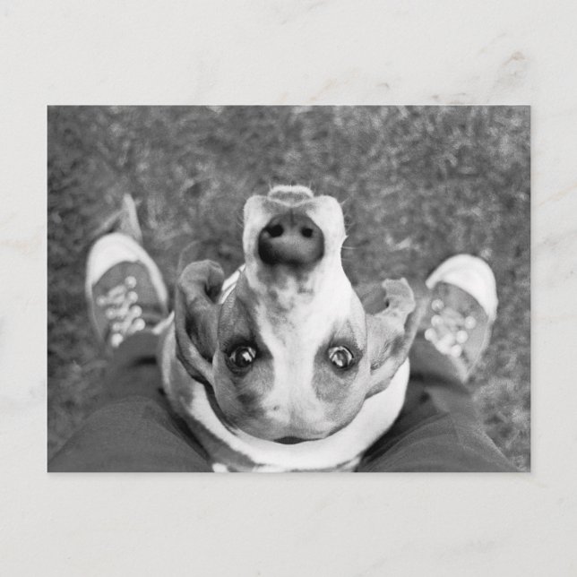 Nimrod with Feet Postcard (Front)