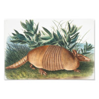Nine-banded Armadillo (Dasypus Peba) Illustration