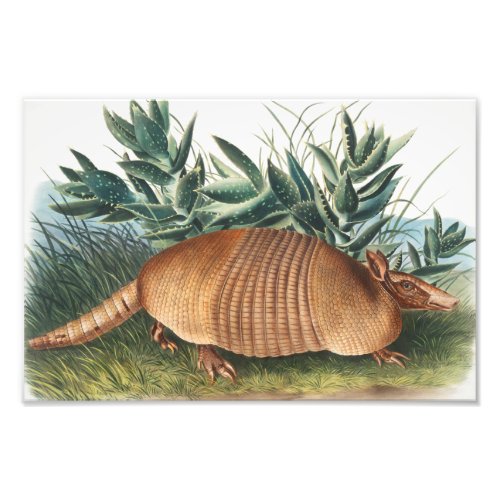 Nine_banded Armadillo Dasypus Peba Illustration Photo Print