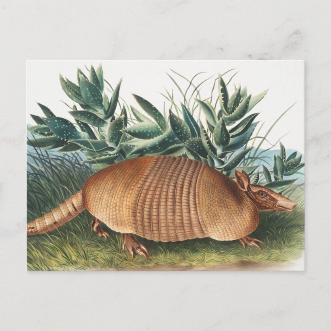 Nine-banded Armadillo (Dasypus Peba) Illustration Postcard (Front)