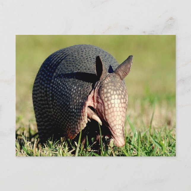 Nine-Banded Armadillo Postcard (Front)