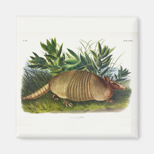 Nine-Banded, Long-nosed Armadillo by Audubon Magnet