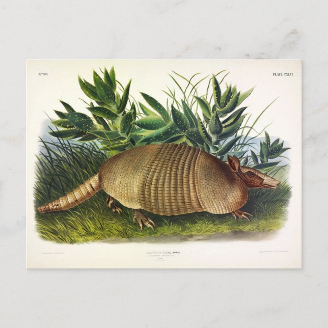 Nine-Banded, Long-nosed Armadillo by Audubon Postcard (Front)