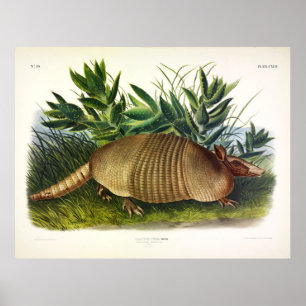 Nine-Banded, Long-nosed Armadillo by Audubon Poster