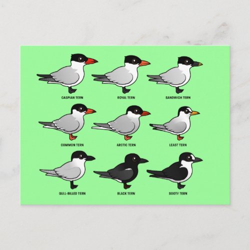 Nine Birdorable Terns labeled Postcard