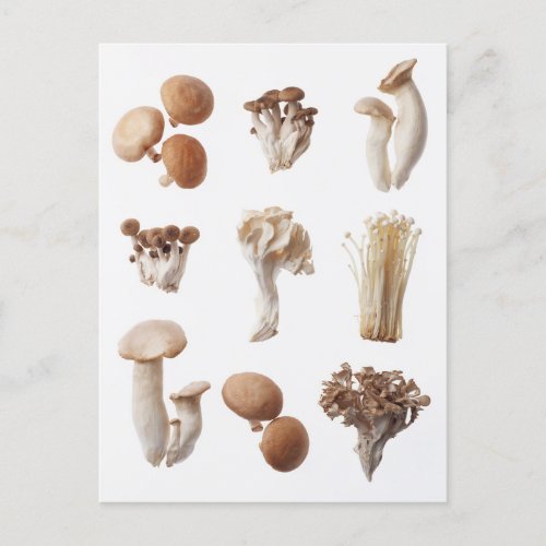 Nine Brown Mushrooms Postcard