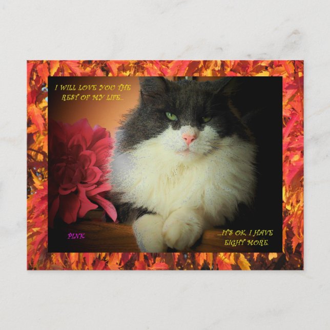 Nine lives kitty with fall leaf border postcard (Front)