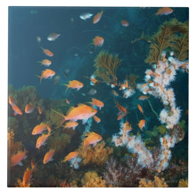 Nishiizumachi, Shizuoka Prefecture, Japan 2 Tile (Front)