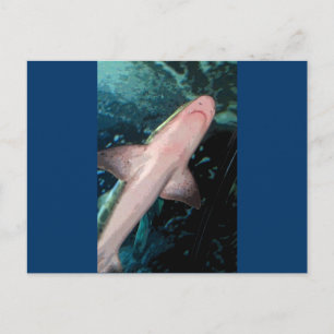 NJ Shark CB Postcard