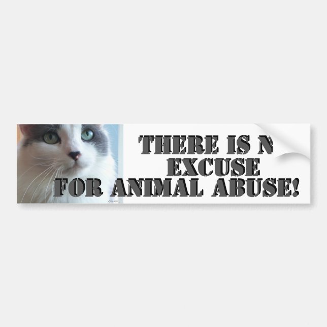No Animal Abuse Sad Kitty Bumper Sticker (Front)