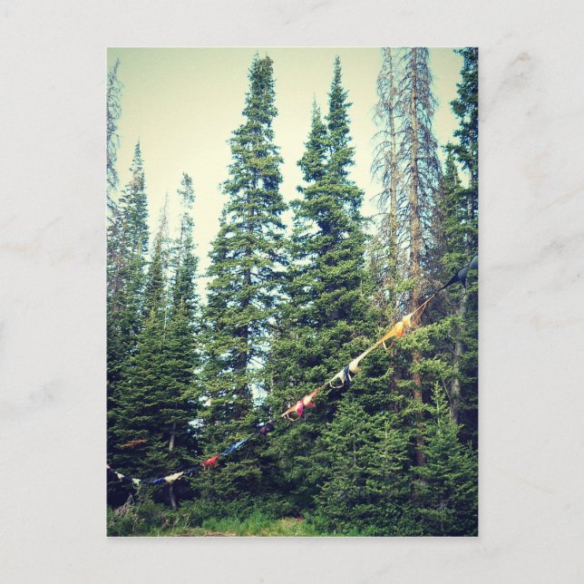 No Bras Allowed In The Forest Postcard (Front)