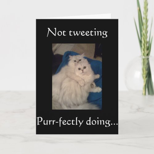 NO CATS TWEETING_HAPPY PUR_FECT BIRTHDAY CARD