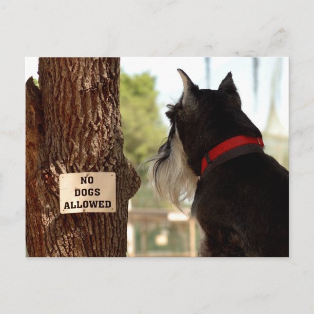 No DOGS ALLOWED Postcard (Front)