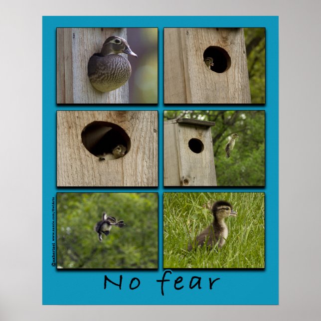 "NO FEAR" Wood Ducks Fledging Poster (Front)