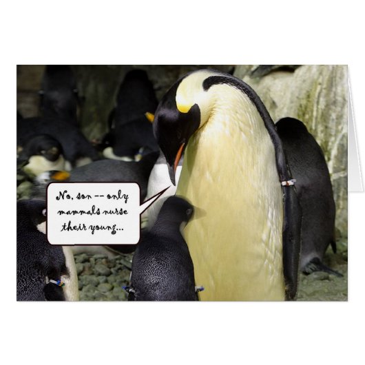 No Free Lunch Penguin Cards (Front Horizontal)