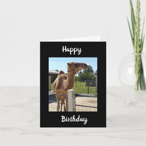 NO GRUNTING TODAY FROM THIS CAMEL HE SINGS CARD