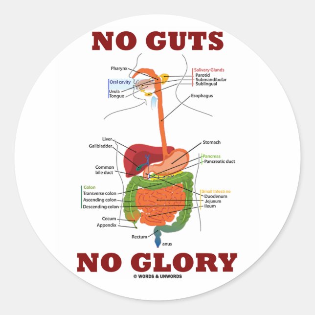 No Guts No Glory (Digestive System Anatomy Humor) Classic Round Sticker (Front)