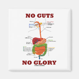 No Guts No Glory (Digestive System Anatomy Humor) Magnet