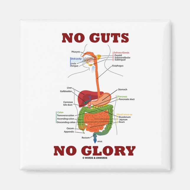 No Guts No Glory (Digestive System Anatomy Humor) Magnet (Front)