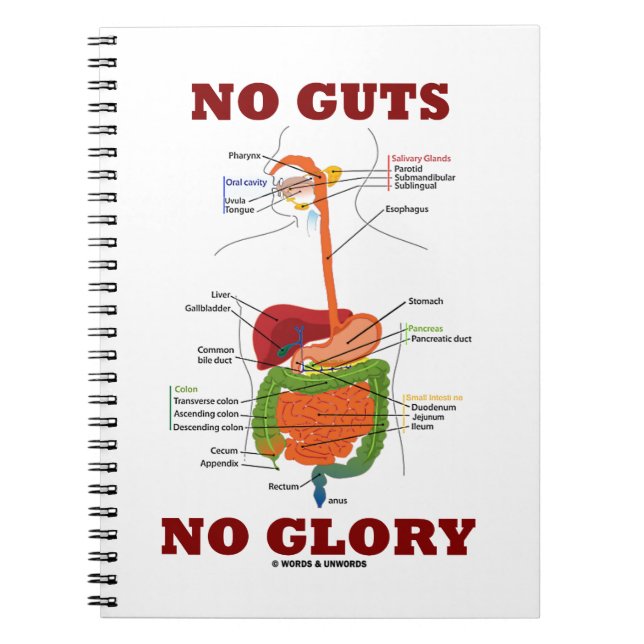 No Guts No Glory (Digestive System Humor) Notebook (Front)