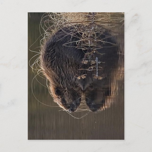 No higher resolution available. Beaver_pho34.jpg S Postcard (Front)