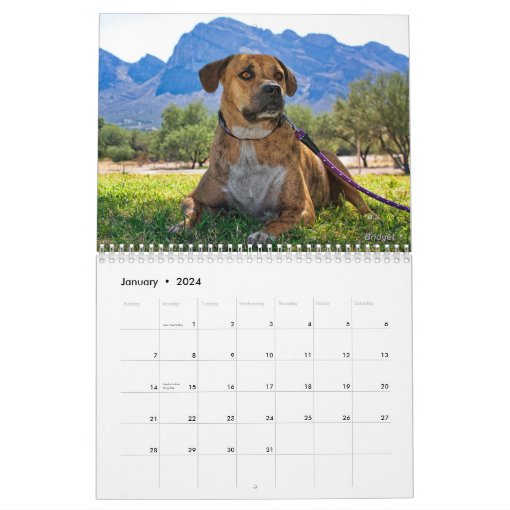 No Kill Pima County Calendar 2014 Zazzle