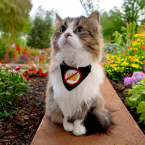 NO KINGS! Anti-Trump Black Pet Bandana Collar