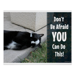 motivational cat you can do it