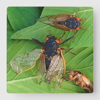 No One Is Perfect Crinkled Wing Cicada Square Wall Clock by WackemArt at Zazzle