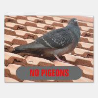 funny pigeons