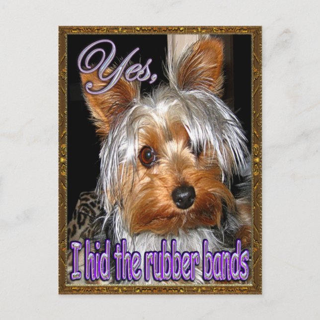 No Rubber Bands for Yorkie Postcard (Front)