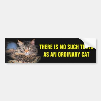 No Such Thing As An Ordinary Cat Bumper Sticker by talkingbumpers at Zazzle